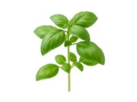 Fresh green basil herb isolated on white background, ready for culinary design, cooking websites, recipe blogs, and food packaging applications.