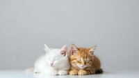 Two adorable kittens sitting together on white surface against gray background. Orange tabby and white fluffy kitten pair for pet care designs.