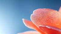 Delicate pink rose petal with morning dew drops in macro photography against blurred blue background, showcasing nature's pure beauty and freshness.