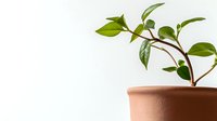 Young green plant growing in terracotta pot against white background, minimalist composition showing new growth and fresh spring leaves for gardening and home decor.