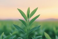 Young green plant growing in field at sunrise, fresh leaves reaching upward against soft golden morning sky, agricultural growth concept for organic farming.