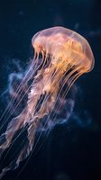 Translucent jellyfish floating gracefully through deep ocean waters with glowing tentacles and ethereal lighting against dark blue marine background.