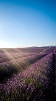 Expansive lavender field in full bloom with purple flowers stretching across rolling hills under clear blue sky at sunrise, ideal for agriculture and nature themes.