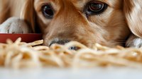 Close up view of golden retriever dog looking at french fries on table, focus on eyes and nose, showing desire and temptation for human food.