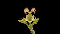 Blooming plant bud with orange fringed petals, isolated on transparent background. Great for botanical clipart, stickers, t-shirt design, and print on demand projects.
