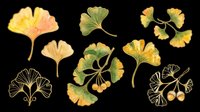 Watercolor ginkgo leaves collection in green, yellow, and gold tones, isolated on transparent background. Great for stickers, t-shirt design, print on demand, and sublimation.