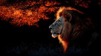 Majestic male lion profile silhouetted against dramatic orange sunset sky, illuminated mane glowing in golden light, dark moody nature background creates powerful atmosphere.