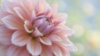 Soft pink dahlia flower in full bloom with delicate petals and visible stamen against dreamy blurred background for spring garden and floral design projects.