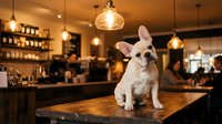 Adorable white French Bulldog sitting on wooden table in cozy cafe with warm pendant lighting and blurred restaurant background for pet-friendly business.