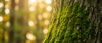 Moss covered tree trunk in sunlit forest with golden bokeh light filtering through trees creating peaceful natural woodland atmosphere.