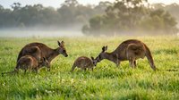 Kangaroo family grazing in green grassland during golden hour sunrise with misty background creating peaceful Australian wildlife scene.