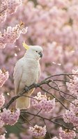 White cockatoo with yellow crest perched on cherry blossom branch surrounded by delicate pink flowers in soft spring garden setting for nature photography.