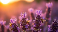 Purple lavender flowers blooming in golden sunset light with warm bokeh background for aromatherapy spa wellness natural organic botanical garden design.