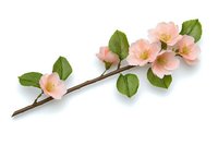 Delicate pink spring blossoms on branch with green leaves isolated on white background, suitable for floral design, wedding stationery and seasonal decoration.