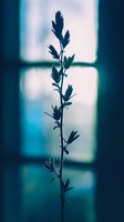 Delicate plant silhouette against window backlight creating moody atmosphere with teal and turquoise tones. Minimalist nature photography with dramatic lighting.