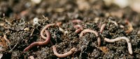 Earthworms crawling through rich soil and organic matter, essential for composting, gardening, and sustainable agriculture practices.