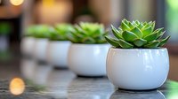Green succulent plants in modern white ceramic pots arranged in row on reflective surface with soft bokeh background lighting creating minimalist decor atmosphere.