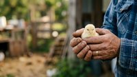 Young chick held in farmer's hands on rural farm. Male farmer in denim shirt cradling newborn poultry outdoors with barn background.