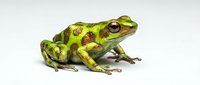 Vibrant green and yellow spotted frog isolated on white background, suitable for educational materials, wildlife design projects, and nature-themed graphics.
