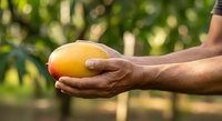 Close-up of male hand holding fresh mango against blurred green foliage background. Suitable for agriculture, farming, organic produce, and food marketing campaigns.