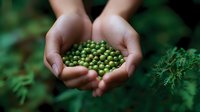 Cupped hands holding fresh green peppercorns against blurred natural background, showcasing organic spice harvesting and sustainable agriculture practices.