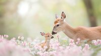 Mother and baby deer in blooming pink wildflowers during spring season, tender moment between doe and fawn in soft morning light against blurred nature background.