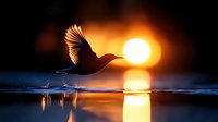 Eagle taking flight from water surface at sunrise with golden sun reflecting on calm lake, suitable for nature, wildlife, and inspirational design projects.