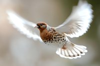 Spotted munia bird in flight with spread wings against blurred natural background, dramatic motion capture showing detailed feather patterns and graceful movement.