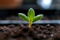Young green seedling emerging from soil with water droplets on leaves, macro photography showing new life and growth in dark fertile earth. Perfect for sustainability themes.