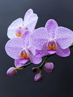 Pink orchid flowers covered in morning dew drops against dark background, creating dramatic natural lighting effect and showcasing delicate floral details.