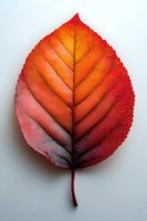 Vibrant autumn leaf with gradient colors from deep red to orange, showing detailed vein structure and natural texture on white background, isolated for design use.