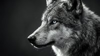 Gray wolf portrait in black and white showing detailed fur texture and piercing eyes against dark background for wildlife photography projects.