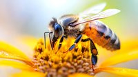 Macro shot of honey bee collecting pollen from yellow flower, showing detailed wing structure and body segments against soft blurred background. Nature photography.