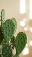 Green prickly pear cactus with sharp spines in soft natural light creating warm bokeh background for home decor and botanical design projects.