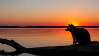 Dog silhouette sitting on driftwood log at sunset by calm lake with orange sky reflection on water surface creating peaceful evening scene.