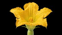 Bright yellow squash blossom isolated on transparent background, ready for t-shirt design, stickers, clipart, print on demand, and sublimation projects.
