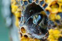 Macro shot of wild bee emerging from honeycomb cell, showing detailed head, antennae and compound eyes against blurred yellow background. Nature photography.
