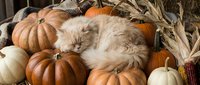 Fluffy cream cat sleeping peacefully among orange and white pumpkins with dried corn and hay in a cozy autumn harvest scene.