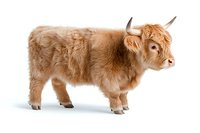 Young Highland cow calf with distinctive ginger fur coat standing in profile view on white background, isolated cutout for commercial design and advertising use.
