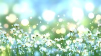 Dreamy meadow of white daisies against soft bokeh background with morning dew and sunlight creating magical atmosphere. Gentle spring nature scene.