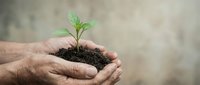 Elderly hands gently holding small green plant seedling in rich soil, symbolizing growth, care, environmental protection and nurturing new life.