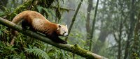 Red panda resting on moss-covered branch in misty forest habitat. Wildlife conservation and endangered species protection concept for nature photography.