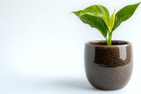 Young green Spathiphyllum peace lily plant in modern brown ceramic pot against white background, minimalist home decor and houseplant styling.