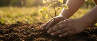 Hands gently protecting young green plant seedling growing from rich brown soil in warm golden sunlight, symbolizing growth, care and environmental stewardship.