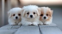 Three adorable white Pomeranian puppies lying together on wooden surface, looking at camera with sweet expressions. Perfect for pet care and animal companionship themes.