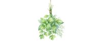 Hanging bunch of fresh green herbs including parsley, dill, and cilantro tied together on white background, isolated for culinary and cooking design projects.