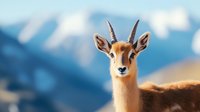Young gazelle portrait with snow-capped mountains in background. Close up of African antelope face showing distinctive horns and gentle expression.