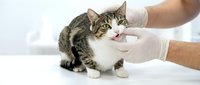 Veterinarian in gloves examining teeth of a tabby cat on white table during clinic checkup. Pet healthcare and dental care concept.