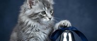 Adorable fluffy gray tabby kitten with blue eyes playfully pawing at shiny silver bell, perfect for pet care and animal lover designs on dark background.