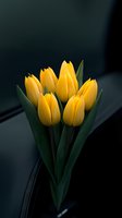 Vibrant yellow tulips bouquet on dark background, creating dramatic contrast. Fresh spring flowers for greeting cards and floral design.